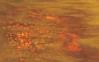 20-362 Goldenrod Opal, Transparent Amber