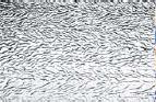 50-00 Clear Ripple